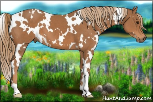 Horse Color:White Spotted Chestnut 