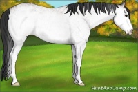 Horse Color:White Spotted Brown Roan