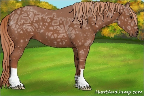 Horse Color:Chestnut Ice 