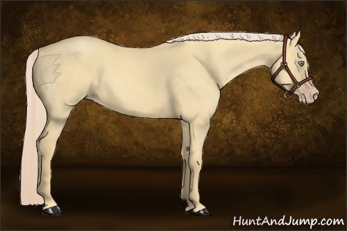 Horse Color:Gold Cream Champagne Dun