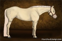 Horse Color:Gold Cream Champagne Dun 