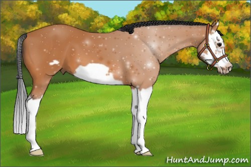 Horse Color:Bay Splash Frame