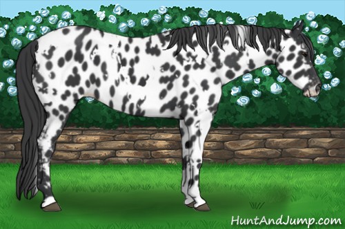 Horse Color:White Spotted Black Near Leopard 