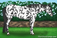 Horse Color:White Spotted Black Appaloosa 