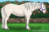 Horse Color:Cremello 