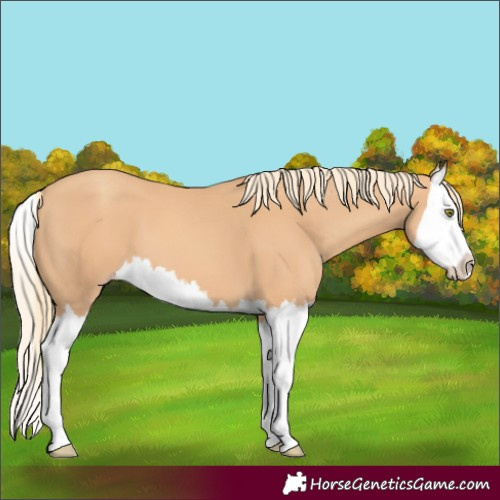 Horse Color:Gold Champagne Splash 