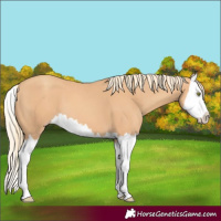 Horse Color:Gold Champagne Splash 