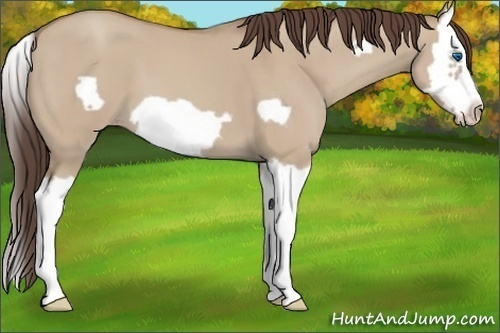Horse Color:Classic Champagne Dun Splash Frame 