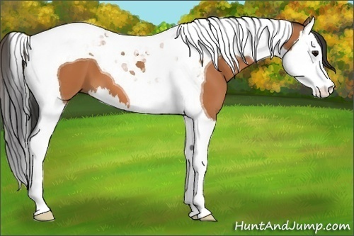 Horse Color:Bay Splash Tobiano 