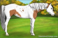 Horse Color:Bay Splash Tobiano 