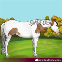 Horse Color:Gray Amber Champagne Splash Tobiano Rabicano 