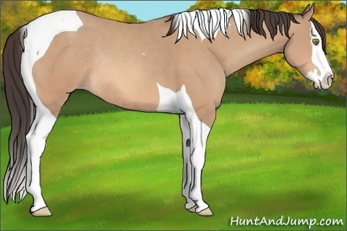 Horse Color:Amber Champagne Splash Tobiano Rabicano 