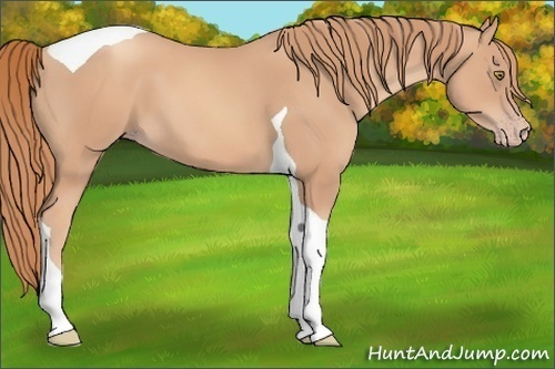 Horse Color:Gold Champagne Tobiano 