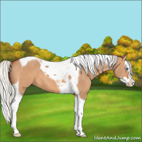 Horse Color:Silver Bay Dun Splash Tobiano