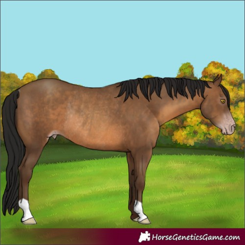 Horse Color:Gray Amber Champagne Rabicano 