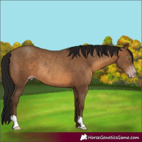 Horse Color:Gray Amber Champagne Rabicano
