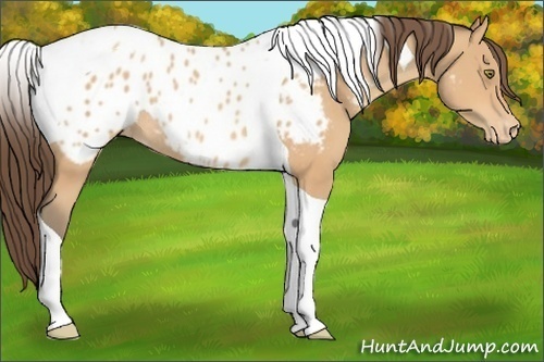 Horse Color:Amber Champagne Tobiano Appaloosa Rabicano 