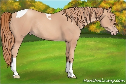 Horse Color:Gold Champagne Tobiano Rabicano 