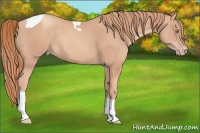 Horse Color:Gold Champagne Tobiano Rabicano