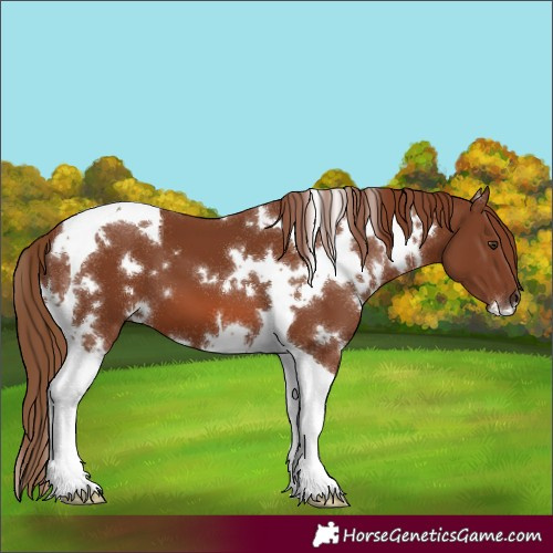 Horse Color:White Spotted Chestnut Tobiano