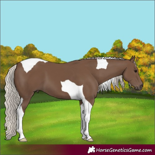 Horse Color:Silver Black Tobiano