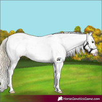Horse Color:Palomino Appaloosa