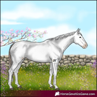 Horse Color:Black Tobiano Appaloosa 
