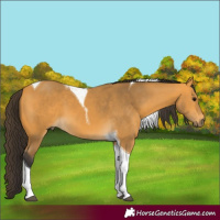 Horse Color:Buckskin Tobiano