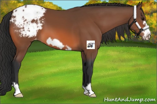 Horse Color:Bay Frame Appaloosa 
