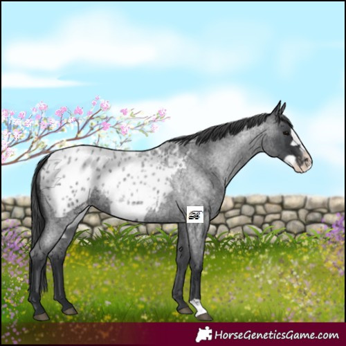 Horse Color:Blue Roan Frame Appaloosa