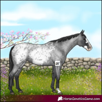 Horse Color:Blue Roan Frame Appaloosa 