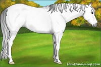 Horse Color:Gray Black Sabino Frame