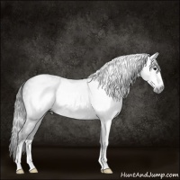 Horse Color:Gray Blue Roan Frame 