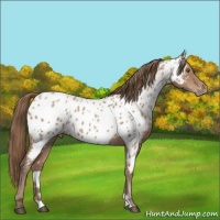 Horse Color:Black Pearl Appaloosa 