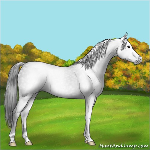 Horse Color:Gray Black 