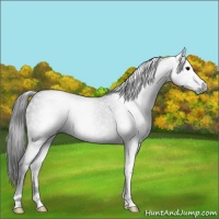 Horse Color:Gray Black 