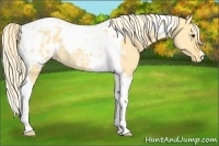 Horse Color:Palomino Dun Tobiano Appaloosa 