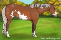Horse Color:Silver Bay Frame 