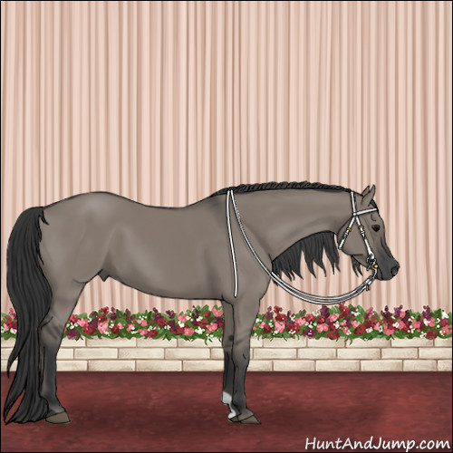 Horse Color:Grullo