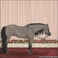 Horse Color:Grullo 