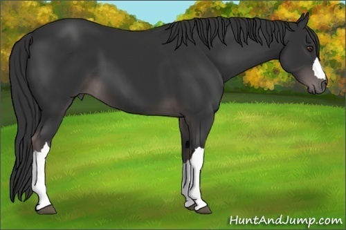 Horse Color:Platinum Liver Chestnut 