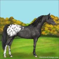Horse Color:Black Appaloosa
