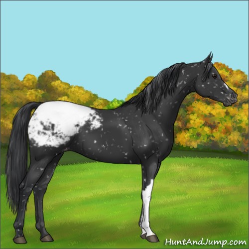 Horse Color:Black Appaloosa 