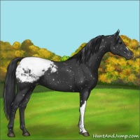 Horse Color:Black Appaloosa