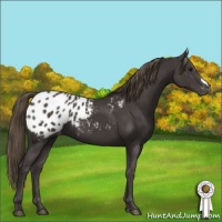 Horse Color:Smoky Black Appaloosa 