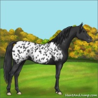 Horse Color:Black Appaloosa 