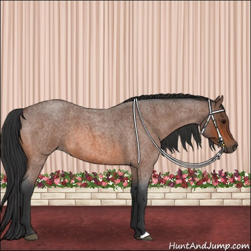 Horse Color:Bay Roan 