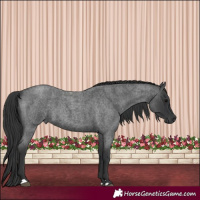Horse Color:Blue Roan 