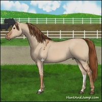 Horse Color:Red Dun 