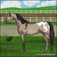 Horse Color:Brown Dun Appaloosa 